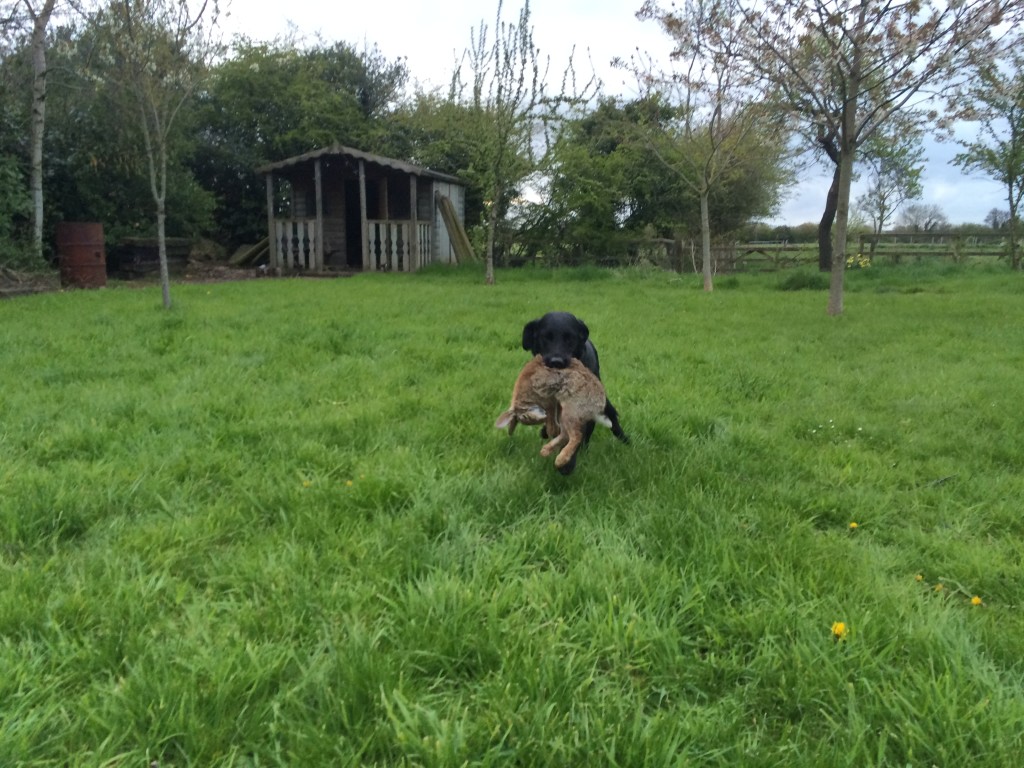 Residential Gundog Training with Peppa the Labrador ...