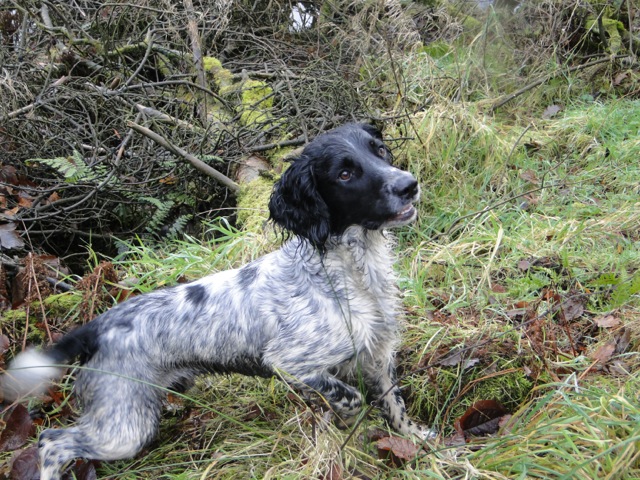 Ronnie the Springer Spaniel - Tessleymoor Gundogs