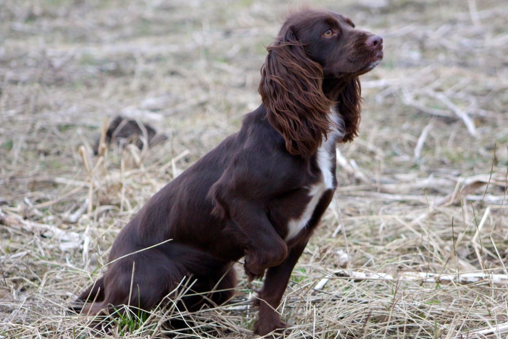 Residential Gundog training with a cocker spaniel and Tessleymoor Gundogs 