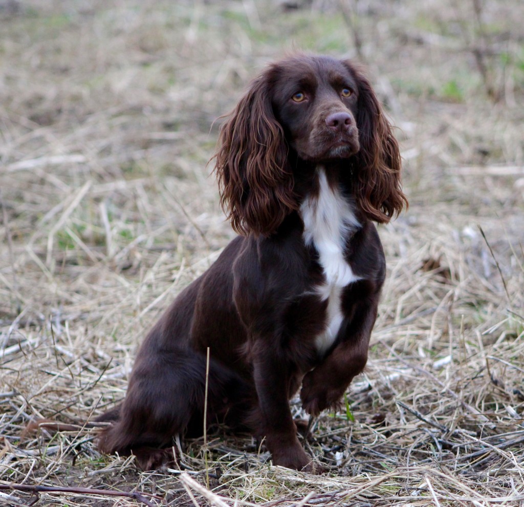 Cocker spaniel Gundog training and residential training 