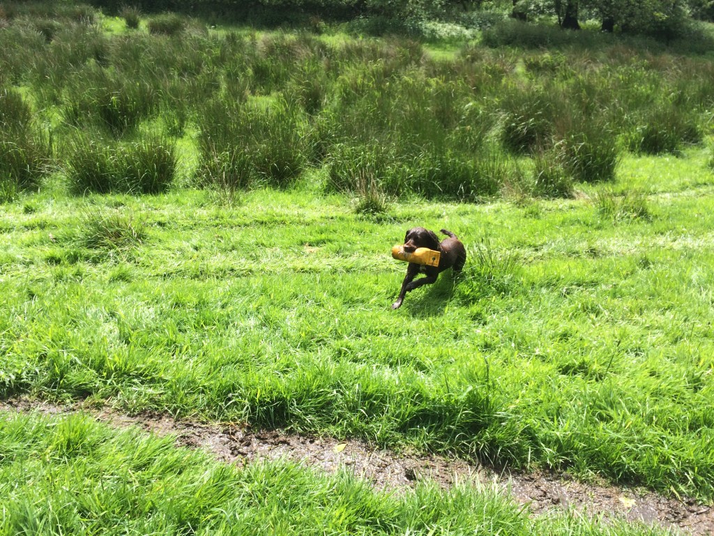 gundog training cocker spaniel