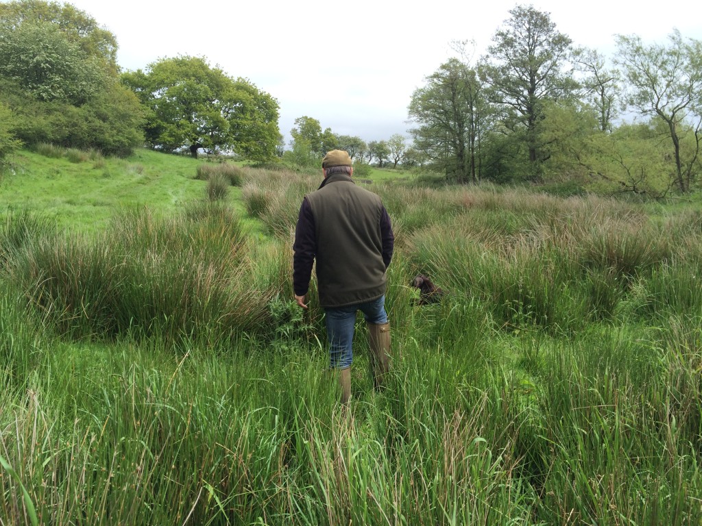 cocker spaniel gundog training