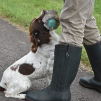 Tessleymoor Springer Spaniel Gundog Training