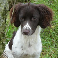 Tessleymoor Springer Spaniel Gundog Training