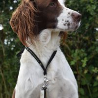 Tessleymoor Springer Spaniel Gundog Training