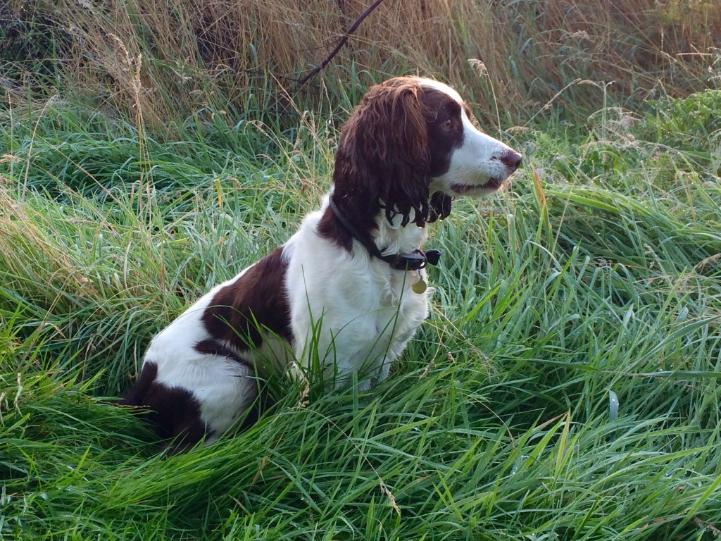 springer spaniel gundog training residential kennels