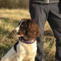 Tessleymoor Springer Spaniel Gundog Training