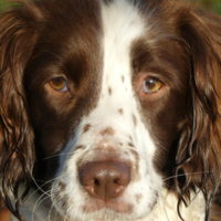 Tessleymoor Springer Spaniel Gundog Training