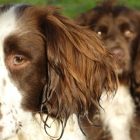 Tessleymoor Springer Spaniel Gundog Training