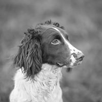 Tessleymoor Springer Spaniel Gundog Training