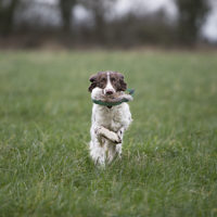 Tessleymoor Springer Spaniel Gundog Training