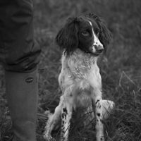 Tessleymoor Springer Spaniel Gundog Training