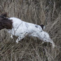 Tessleymoor Springer Spaniel Gundog Training