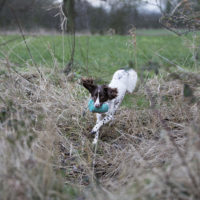 Tessleymoor Springer Spaniel Gundog Training