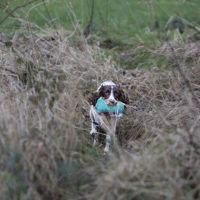 Tessleymoor Springer Spaniel Gundog Training