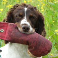 Tessleymoor Springer Spaniel Gundog Training