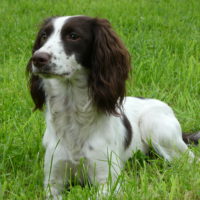 Tessleymoor Springer Spaniel Gundog Training