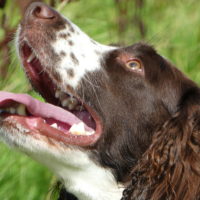 Tessleymoor Springer Spaniel Gundog Training