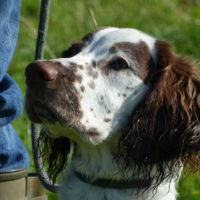 gundog photography training