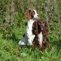 Tessleymoor Springer Spaniel Gundog Training