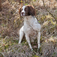 Tessleymoor Springer Spaniel Gundog Training