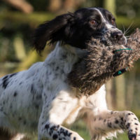 Tessleymoor Springer Spaniel Gundog Training