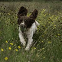 Tessleymoor Springer Spaniel Gundog Training