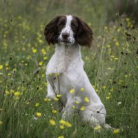 Tessleymoor Springer Spaniel Gundog Training