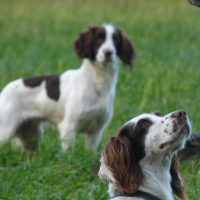 Tessleymoor Springer Spaniel Gundog Training