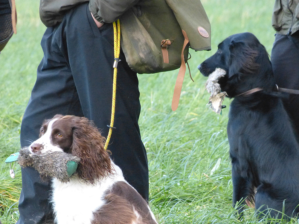 gundog13-tessleymoor-gundogs