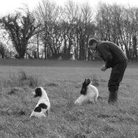 Tessleymoor Springer Spaniel Gundog Training