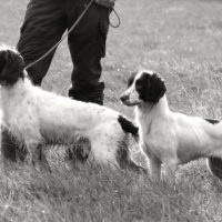 Tessleymoor Springer Spaniel Gundog Training