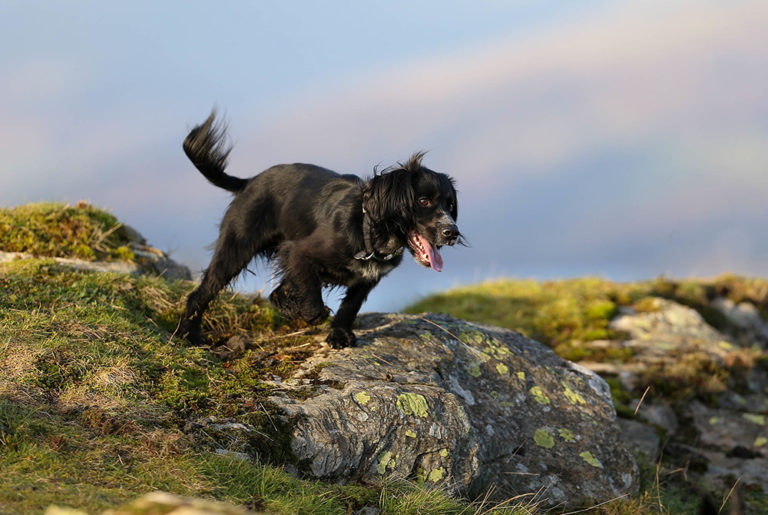 How Much Does A Fully Trained Gundog Cost