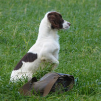 Tessleymoor Springer Spaniel Gundog Training