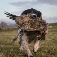 Tessleymoor Springer Spaniel Gundog Training