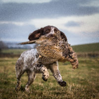 Tessleymoor Springer Spaniel Gundog Training