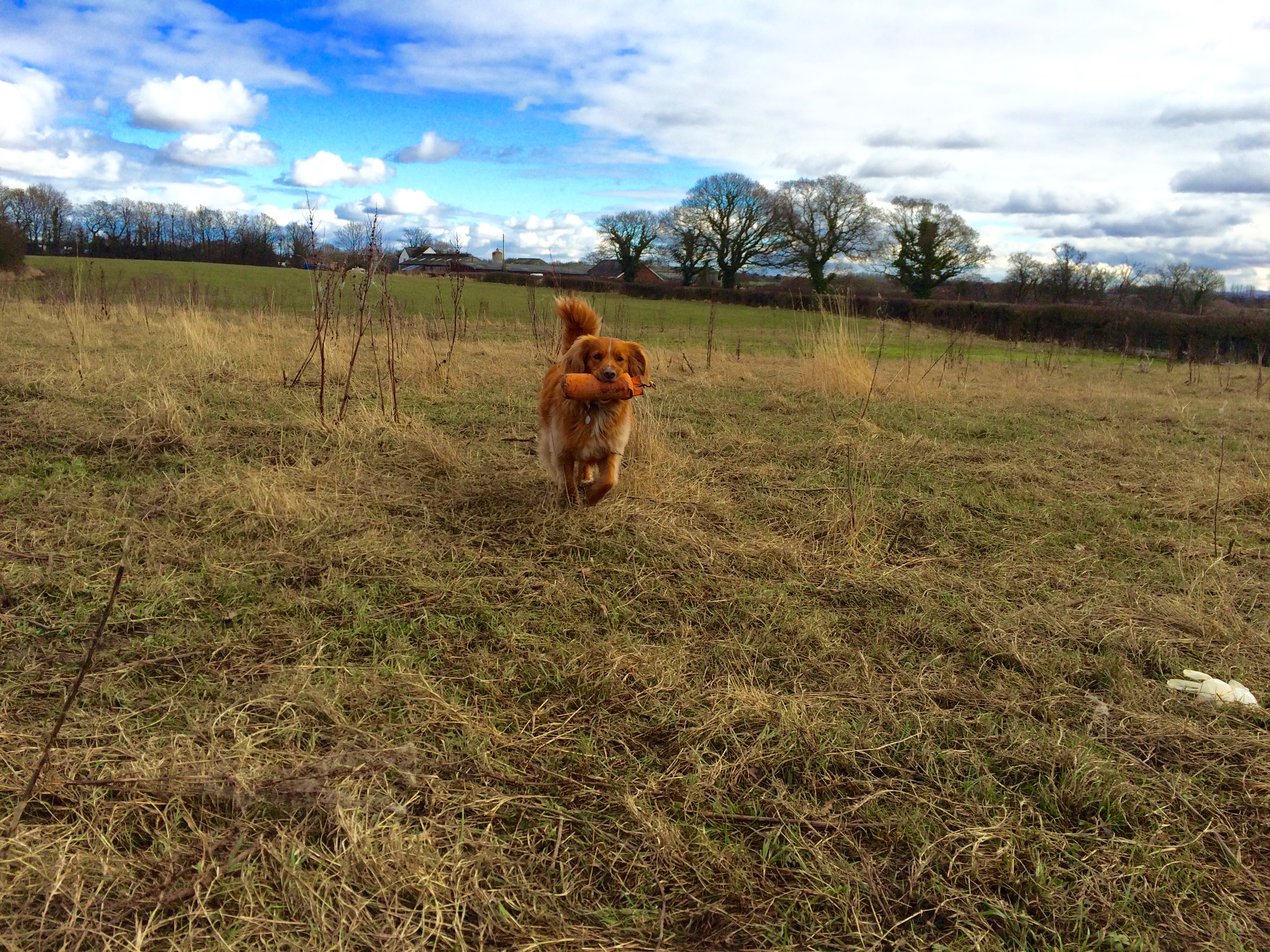 Nova scotia duck tolling best sale retriever training