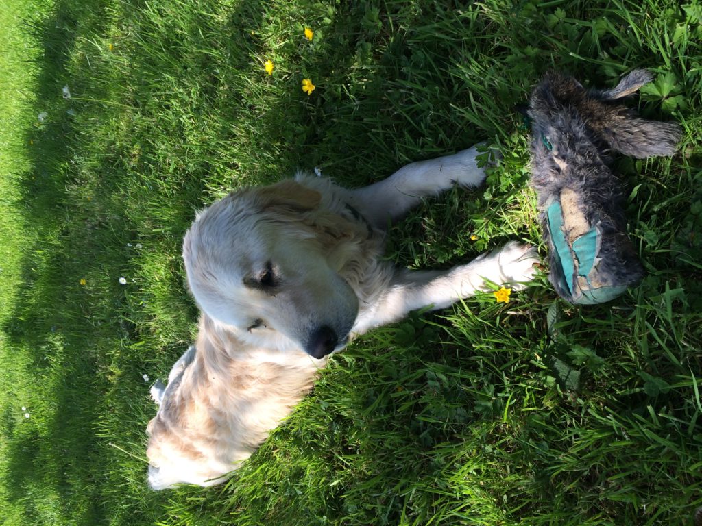 Residential Gundog Training With Immie The Golden Retriever 