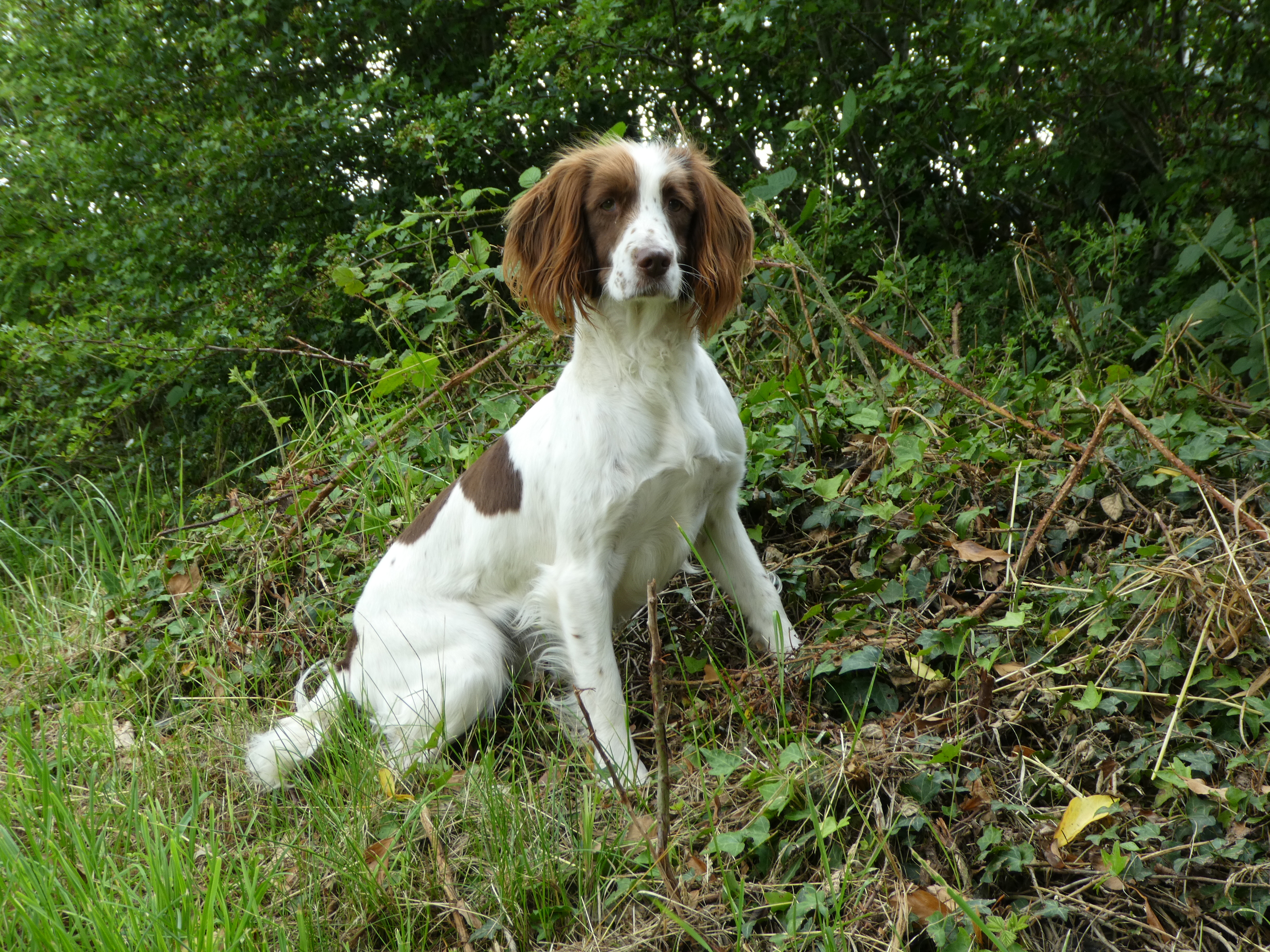 pepper the springer spaniel posing whilst gundog training - Tessleymoor ...