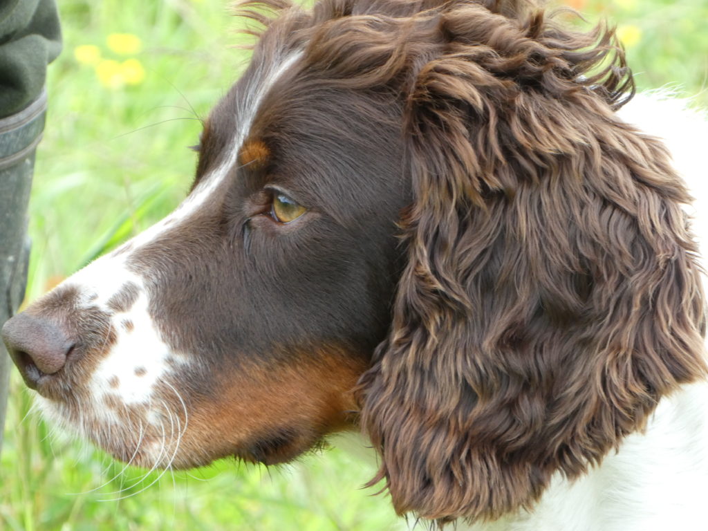 gundog training callie the springer spaniel 