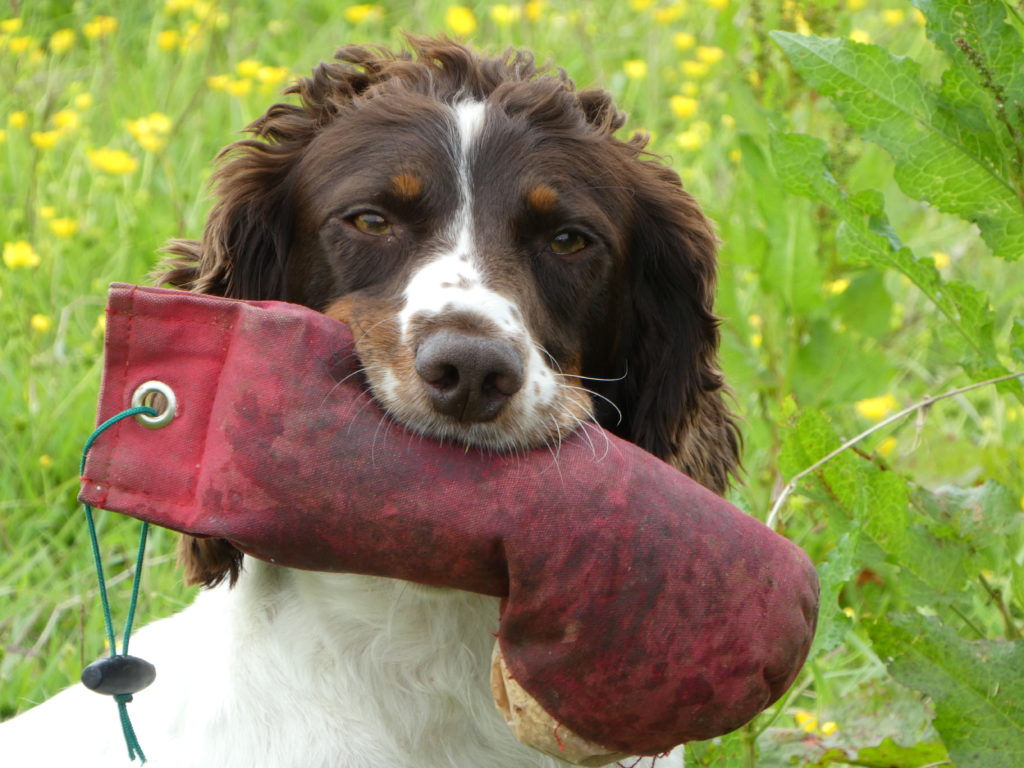 gundog training callie the springer spaniel dummy