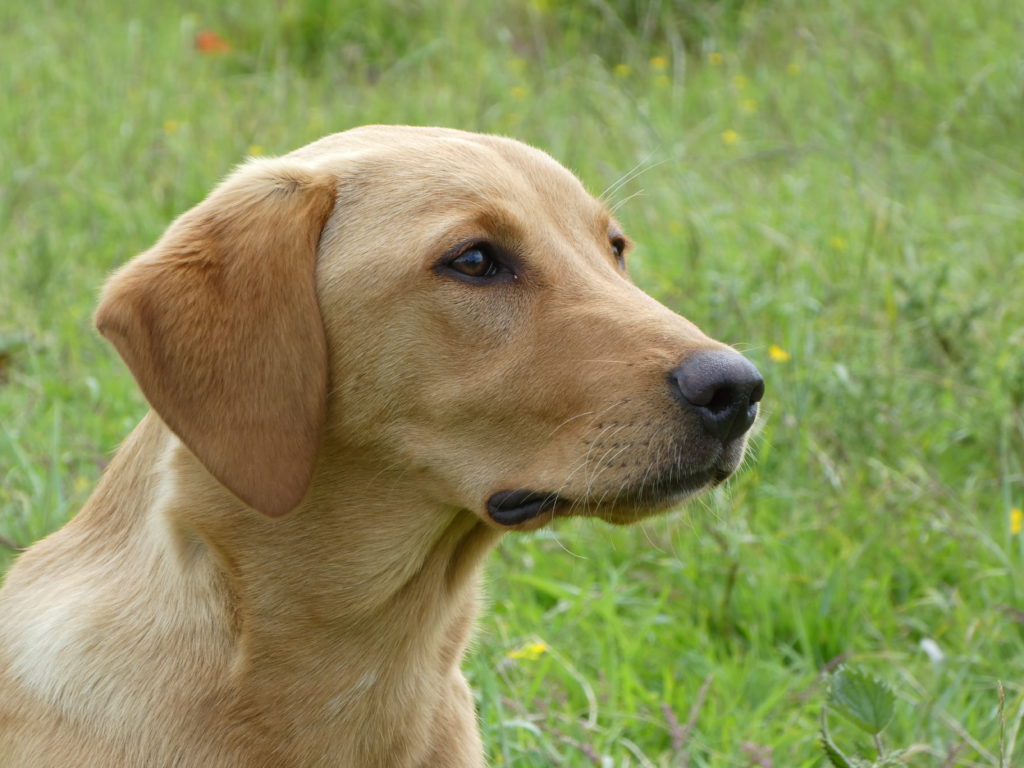 puppy gundog training with a labrador 