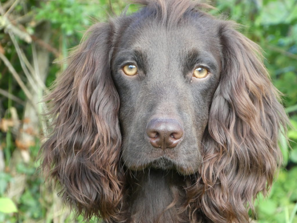 Residential Gundog Training with Vince the Cocker Spaniel - Tessleymoor ...