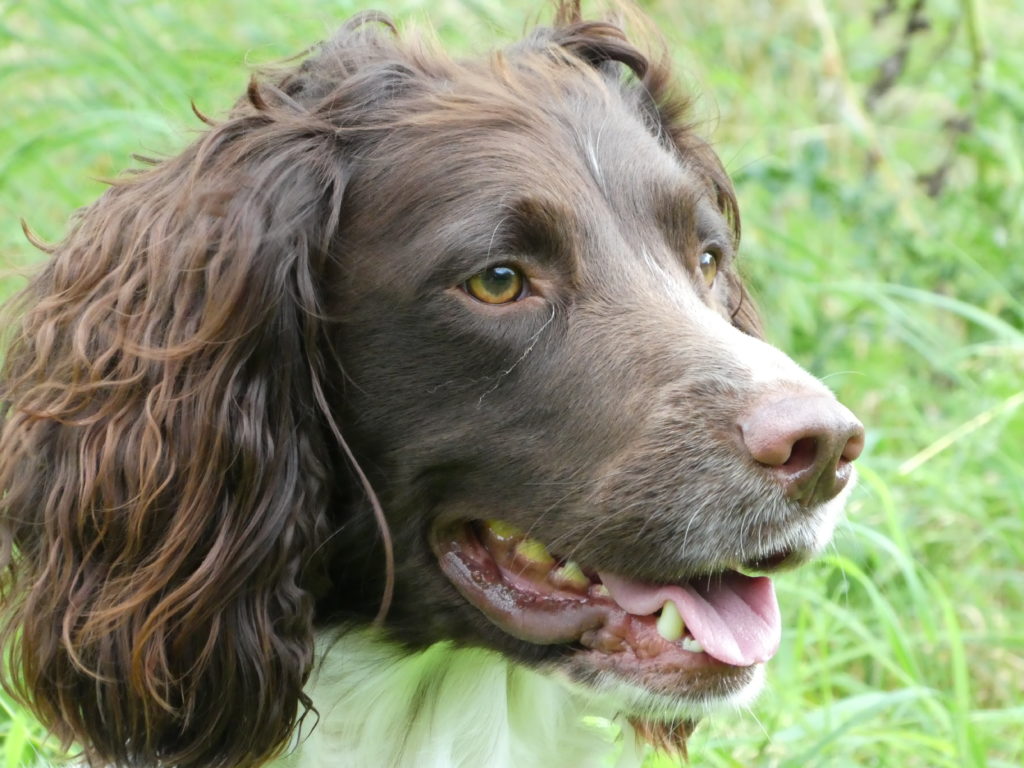 Residential Gundog Training with a Springer Spaniel - Tessleymoor Gundogs