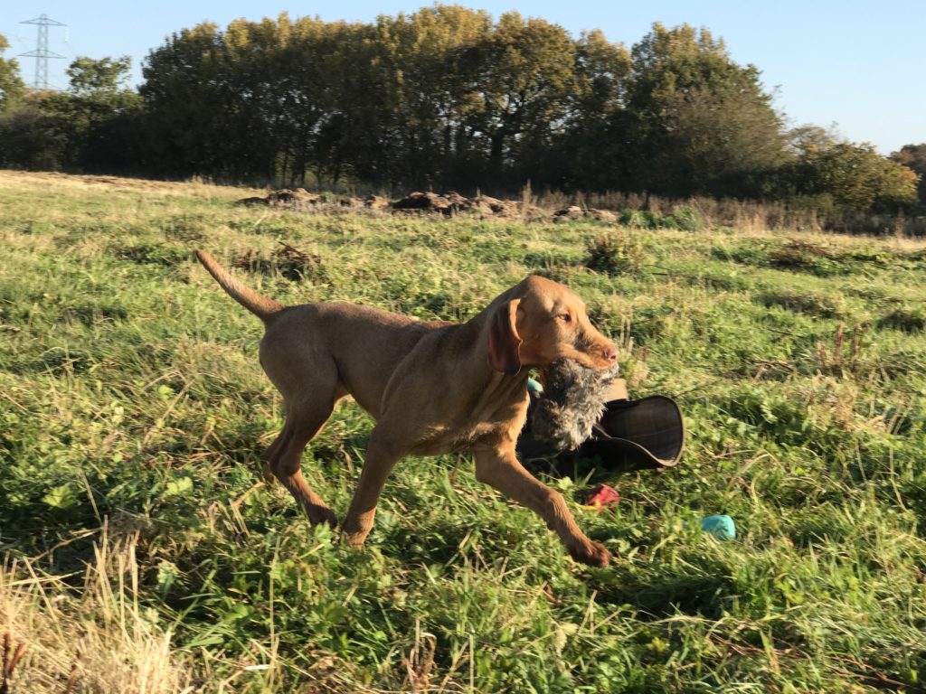 puppy gundog training hungarian wirehaired vizsla