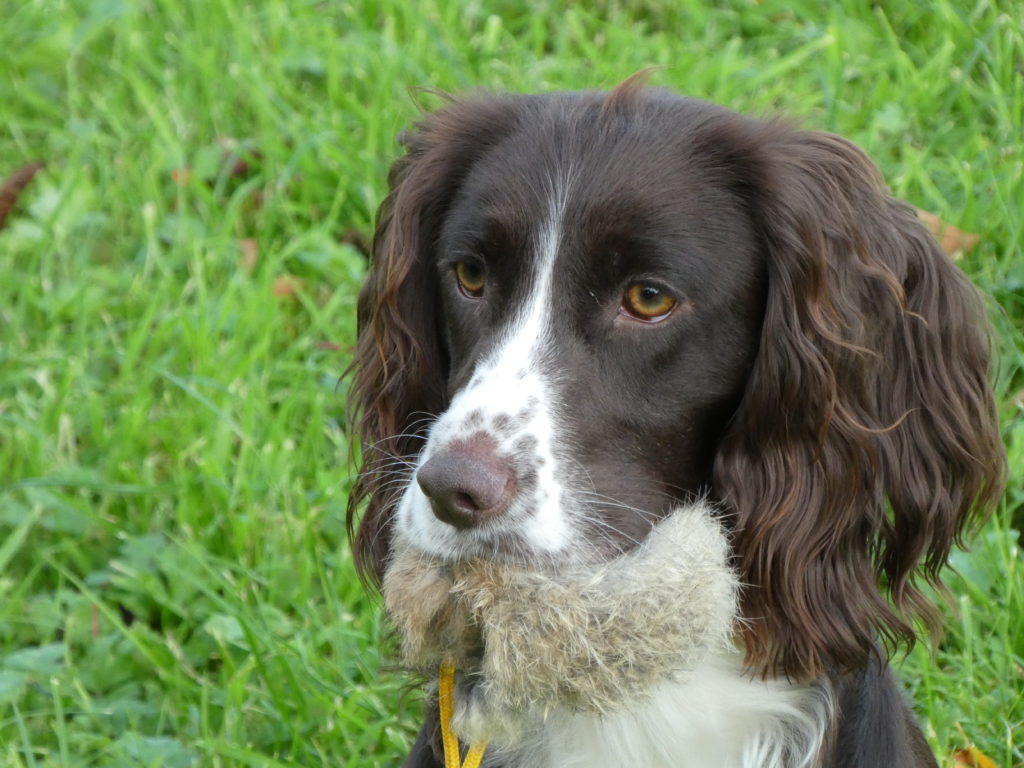 Residential Gundog Training Della the Cocker Spaniel - Tessleymoor Gundogs