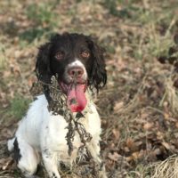 shooting hunting working springer spaniel