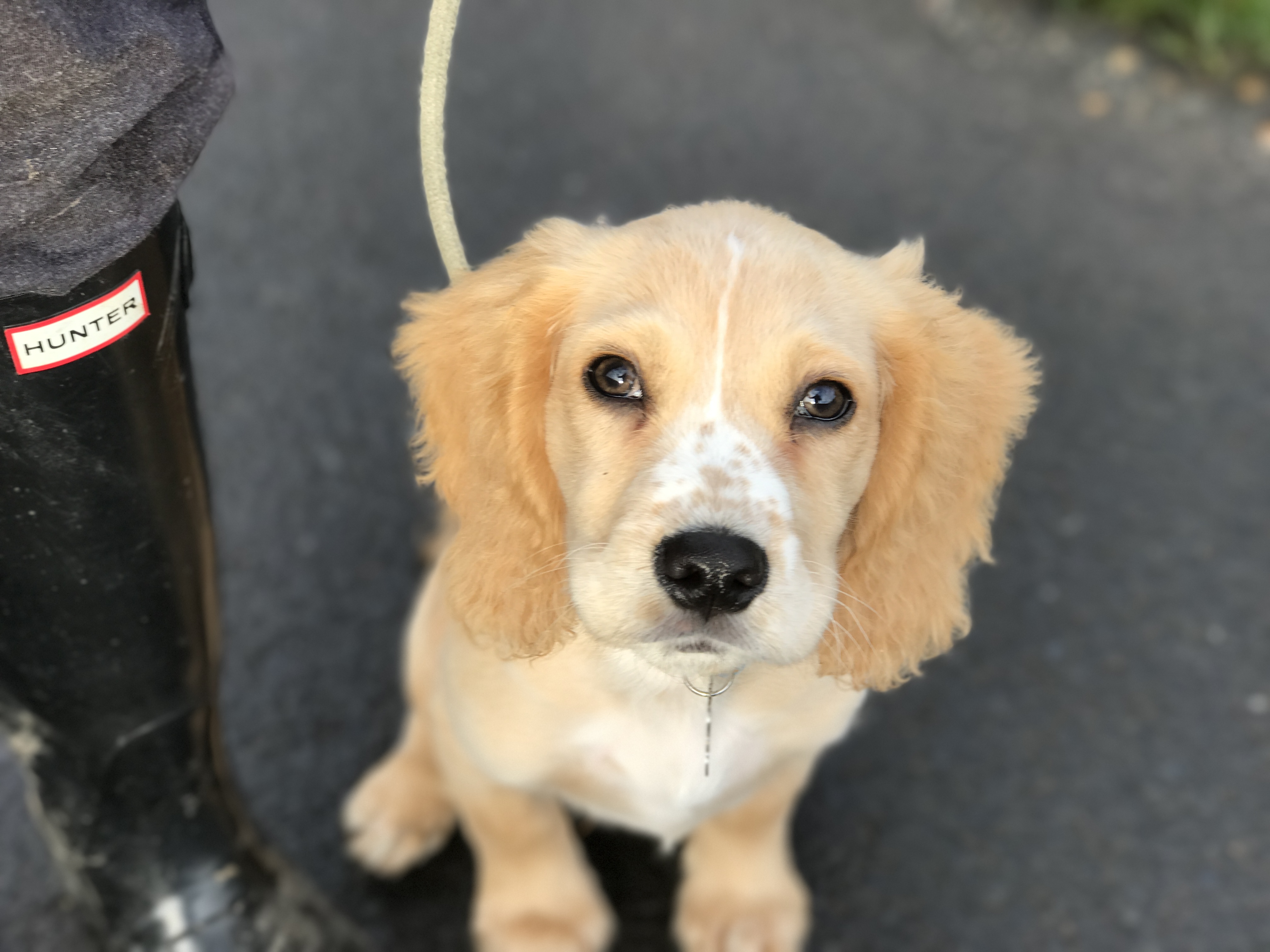 Golden retriever cocker spaniel best sale mix puppy