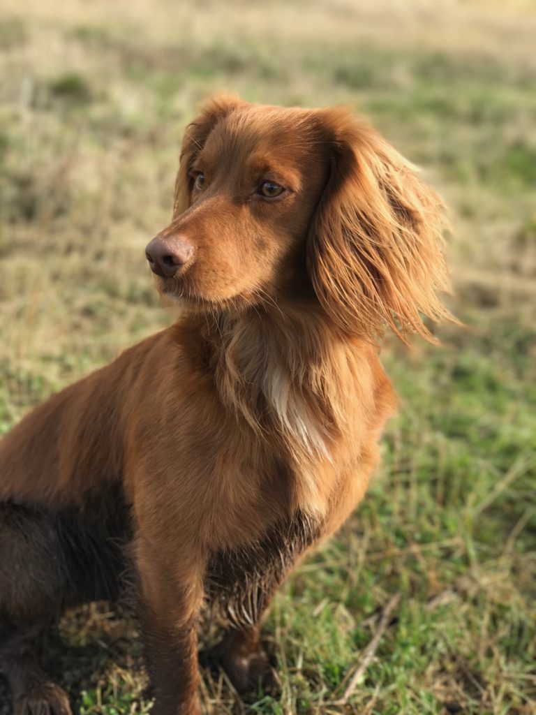 Cocker spaniel best sale gun dog training