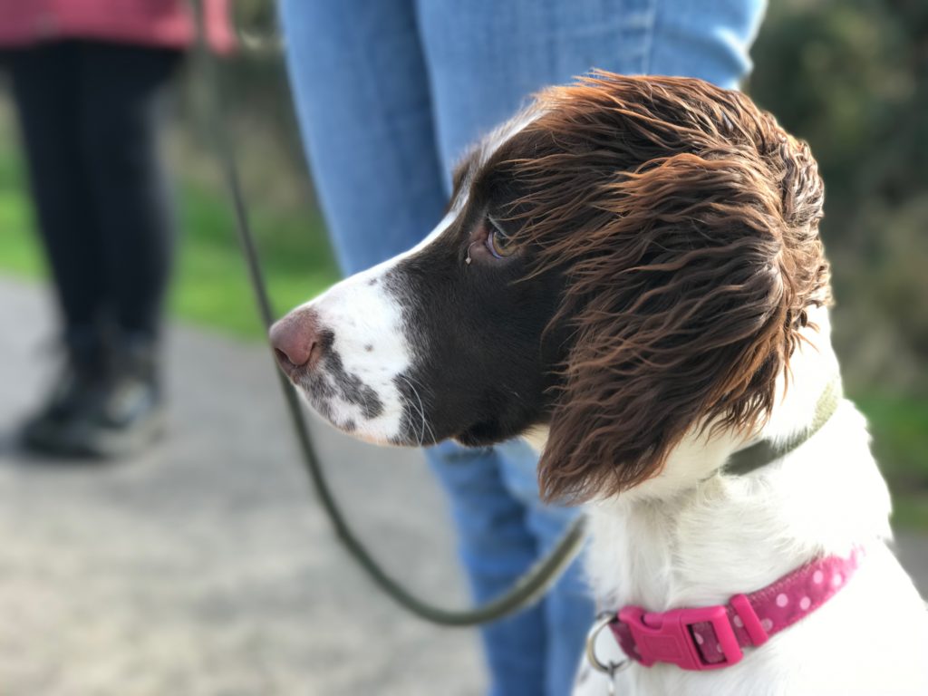 Residential gundog training Sprocker 